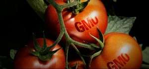 GMO GMO