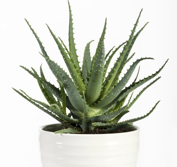 Aloes - rośliny, króe warto mieć w domu