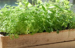 Leczenie ziołami - poznaj przydatne zioła na popularne dolegliwości