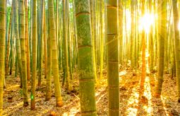 Bambus - właściwości zdrowotne i kosmetyczne
